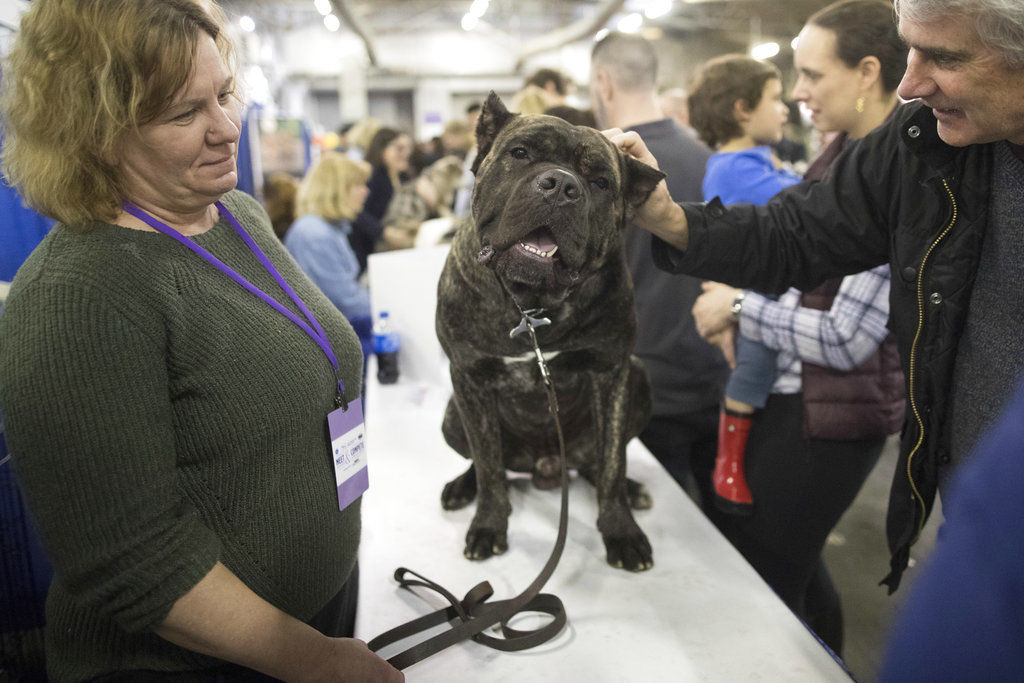 Westminster Dog Show